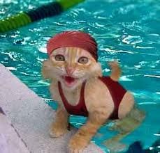 catswim